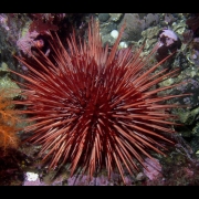 4-D Traveller - Cambrian Explosion