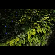 Cosmic Dream Club - The Secret Life Of Plants (A 4th World Expedition) Part II