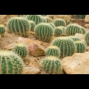 Cosmic Dream Club - The Secret Life Of Plants (A 4th World Expedition) Part III