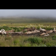 Cosmic Dream Club - Wrangel Island