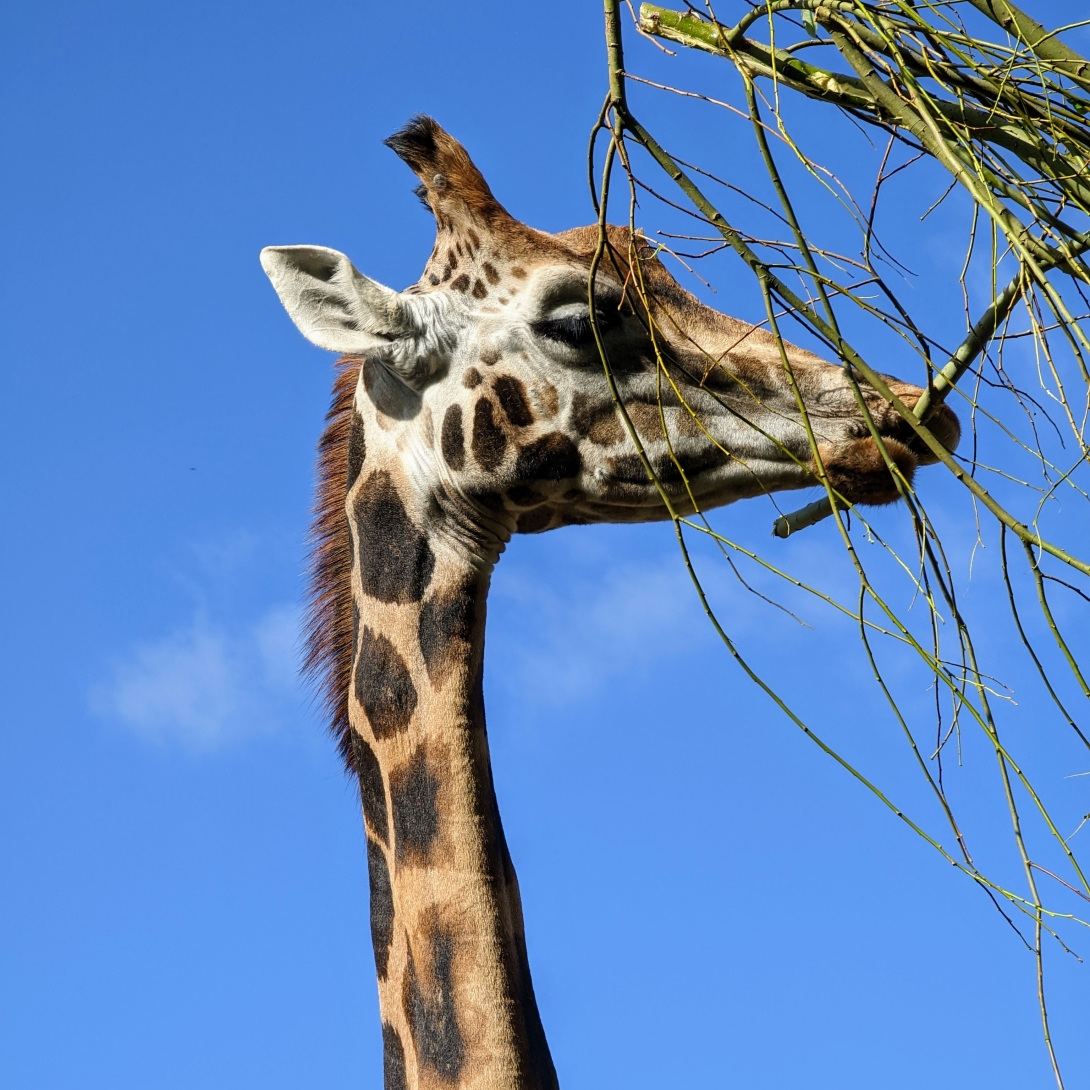 giraffe eating sticks