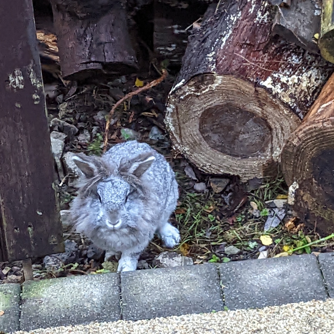 rabbit logs