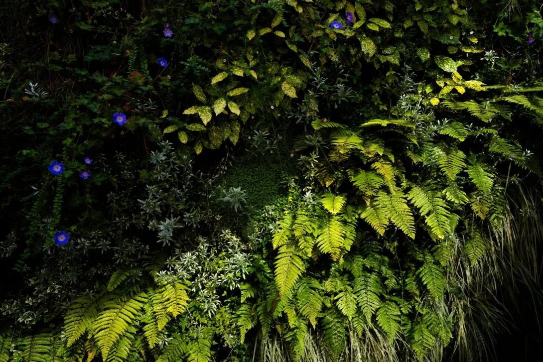 Cosmic Dream Club - The Secret Life Of Plants (A 4th World Expedition) Part II